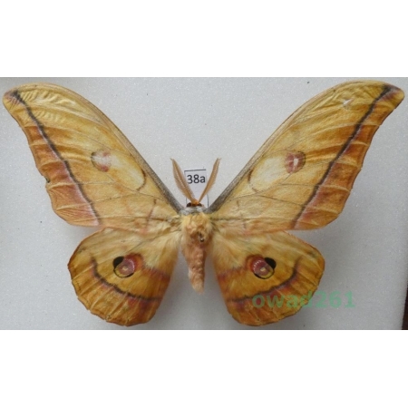 Antheraea yamamai (Guerin-Menevill, 1861) male ex. ovo China 107mm38a